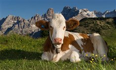 Naturpark Pragser Dolomiten